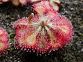 Pink Drosera Sundew Flower seeds for Planting Bright Blooms, Heirloom & GMO Free Seeds for Home Garden seeds for planting