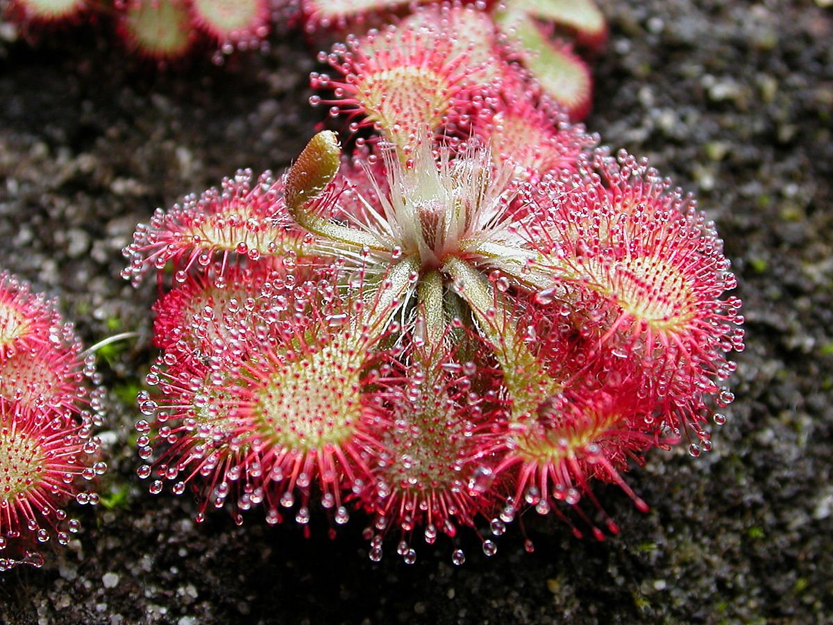 Pale Pink Sundew Flower seeds for Planting Perfect for Borders Heirloom & GMO Free Seeds for Home Garden