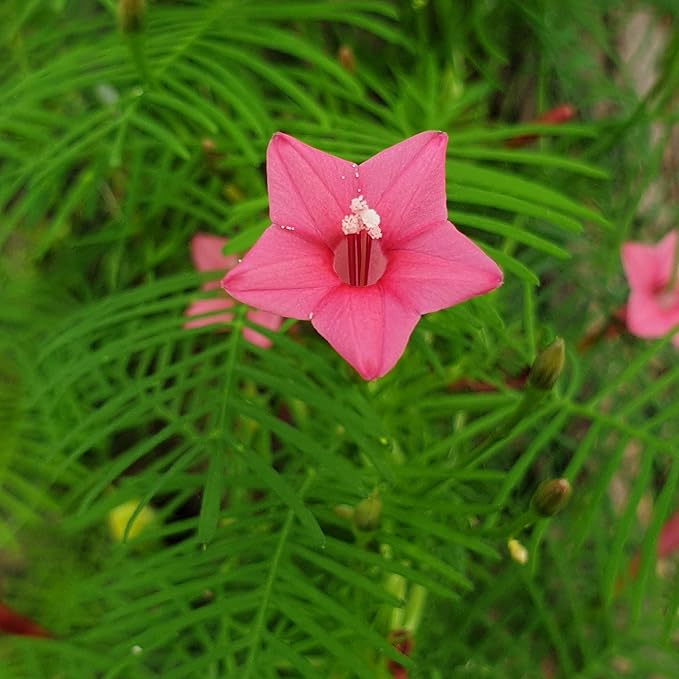 Annual Rose Cypress Vine Flower seeds for Planting Vibrant Colors Heirloom & GMO Free Seeds for Home Garden