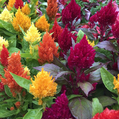Plumed Flower seeds for Planting - Colorful Display, Heirloom & GMO Free Seeds for Home Garden