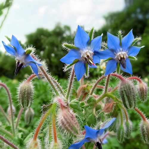 Premium Blue Borage Flower seeds for Planting Easy to Grow, Heirloom & GMO Free Seeds for Home Garden seeds