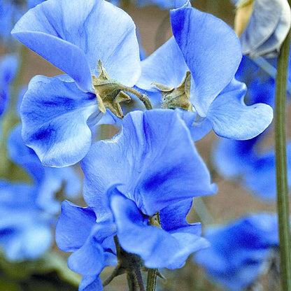 Sweet Pea Flower seeds for Planting Hardy Variety Heirloom & GMO Free Seeds for Home Garden