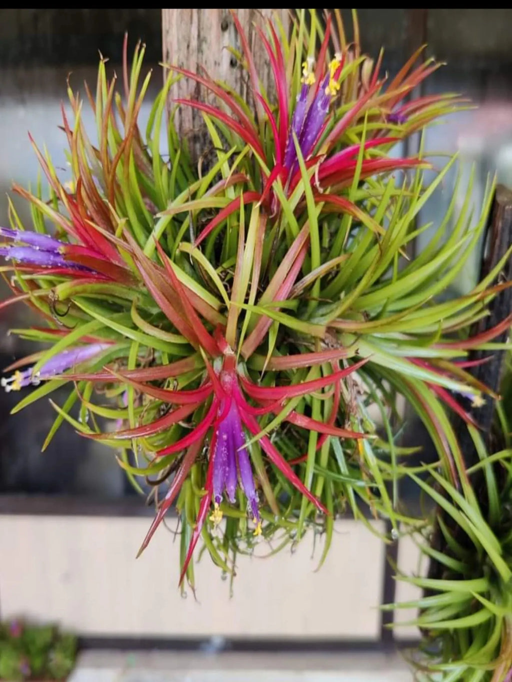 Premium Tillandsia Flower seeds for Planting Shade Tolerant, Heirloom & GMO Free Seeds for Home Garden seeds