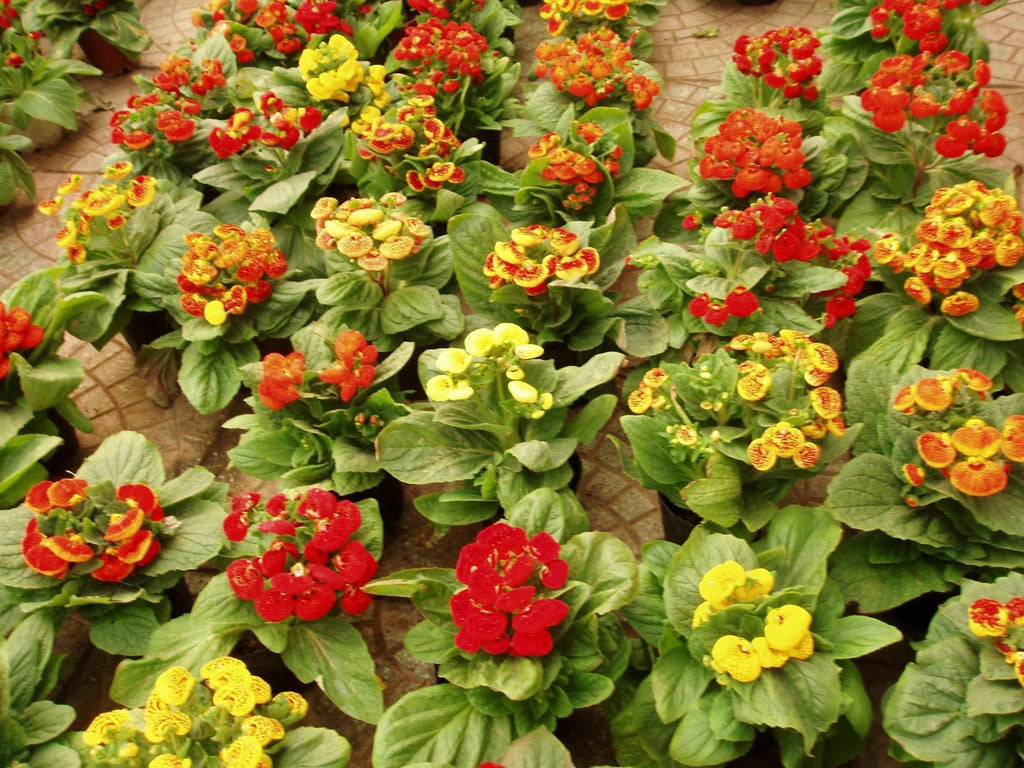 Premium Mixed Calceolaria Flower seeds for Planting Hardy Variety, Heirloom & GMO Free Seeds for Home Garden seeds