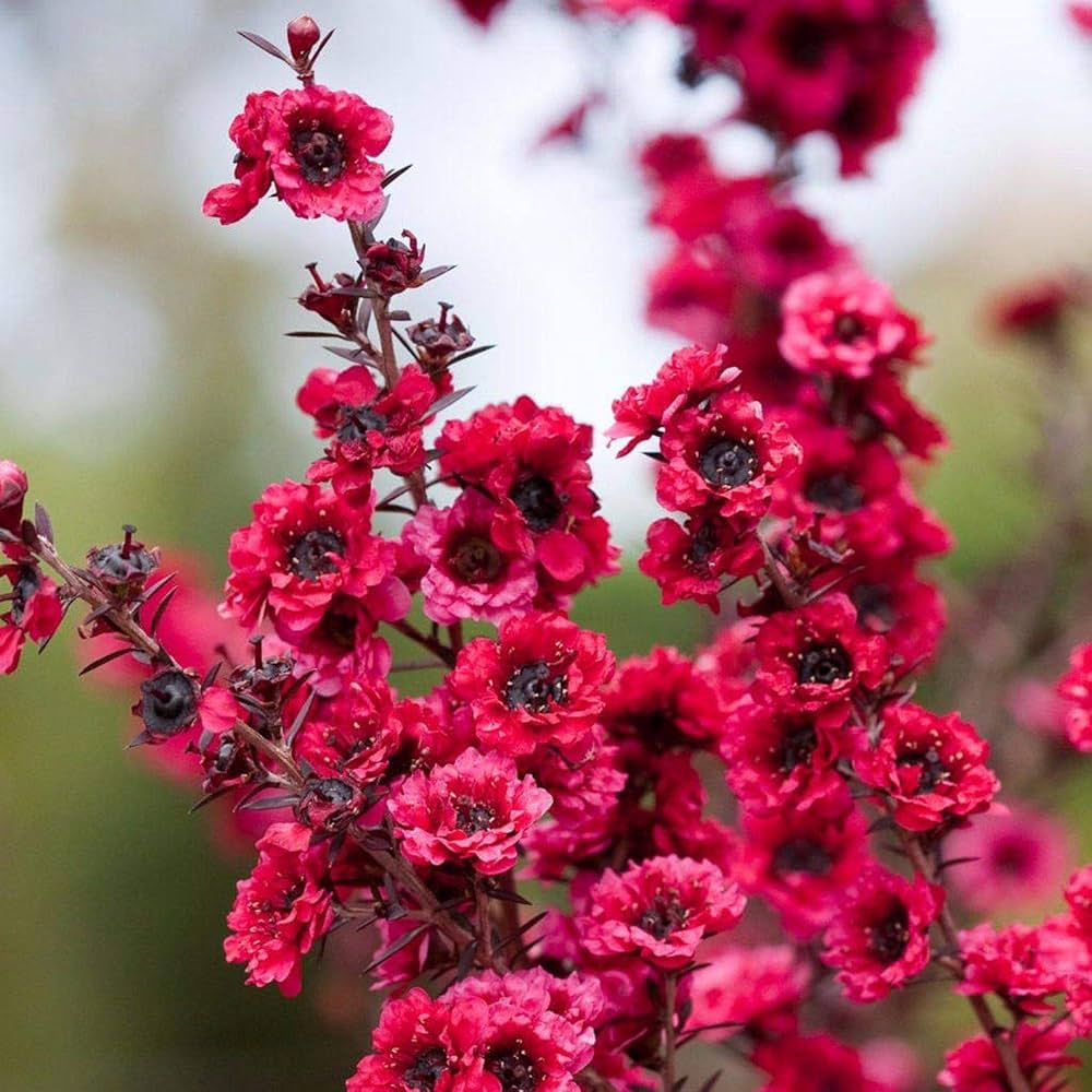 Pink Manuka Honey Teatree Leptospermum Scoparium Flower seeds for Planting Colorful Display, Heirloom & GMO Free Seeds for Home Garden seeds for planting