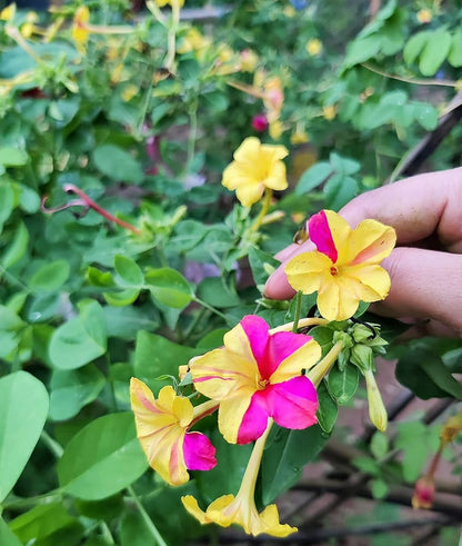 Mirabilis Flower seeds for Planting Compact Growth Heirloom & GMO Free Seeds for Home Garden
