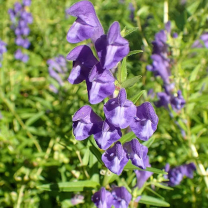 Green Scutellaria Baicalensis Flower seeds for Planting - Wildflower Mix, Heirloom & GMO Free Seeds for Home Garden