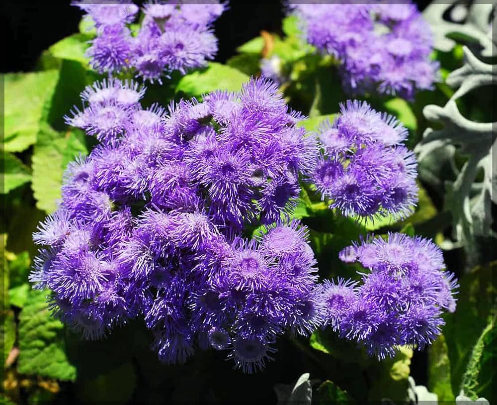 Violet Ageratum Flower seeds for Planting Seasonal Bloomer, Heirloom & GMO Free Seeds for Home Garden vegetable and garden seeds
