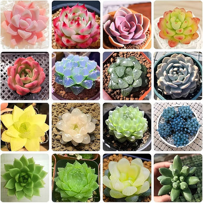 Mix Succulent Flower Seeds Flower seeds for Planting Pollinator Friendly Heirloom & GMO Free Seeds for Home Garden