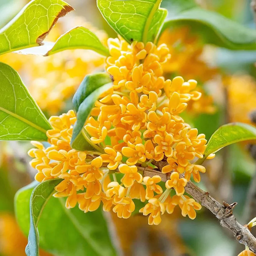 Heirloom Osmanthus Flower seeds for Planting Cottage Garden Essential Heirloom & GMO Free Seeds for Home Garden