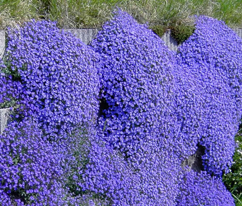 High quality Blue Aubrieta Flower seeds for Planting Wildflower Mix, Heirloom & GMO Free Seeds for Home Garden seeds pack