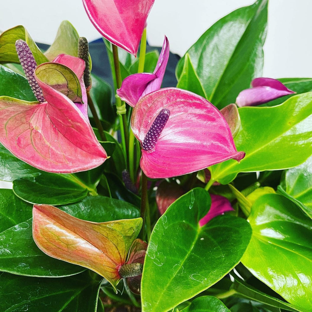 Mix Anthurium Flower seeds for Planting Wildflower Mix, Heirloom & GMO Free Seeds for Home Garden seeds for planting