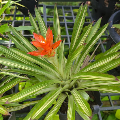 Orange Bromeliad Tillandsia Bulbosa Flower seeds for Planting - Cut Flower Favorite, Heirloom & GMO Free Seeds for Home Garden