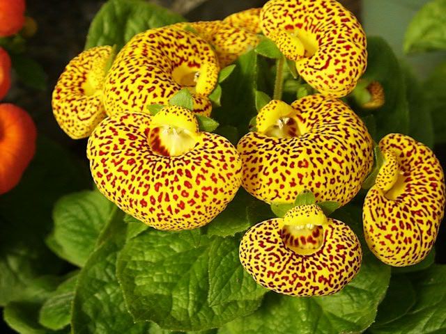 Calceolaria Purse Flower seeds for Planting Fragrant Blossoms Heirloom & GMO Free Seeds for Home Garden