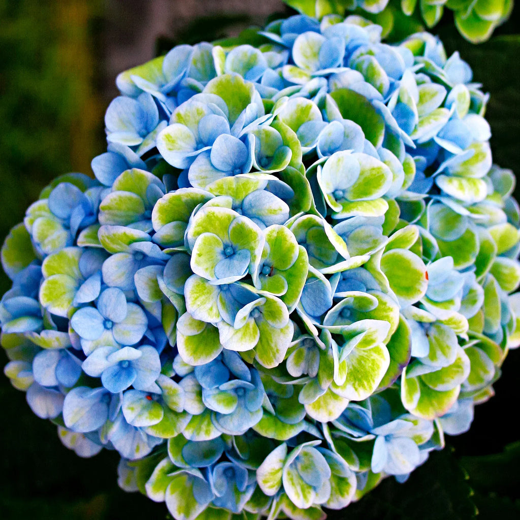 Green Blue Hydrangea Flower seeds for Planting Sun Loving, Heirloom & GMO Free Seeds for Home Garden seeds for planting
