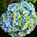 Green Blue Hydrangea Flower seeds for Planting Sun Loving, Heirloom & GMO Free Seeds for Home Garden seeds for planting