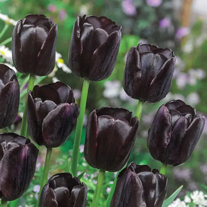 Dark Gray Tulip Flower Seeds for Easy Planting