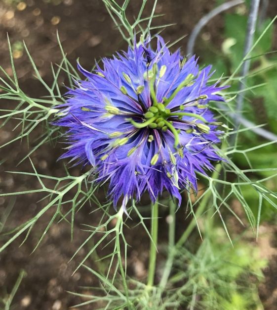 Nigella Persian Flower seeds for Planting Wildflower Mix, Heirloom & GMO Free Seeds for Home Garden vegetable and garden seeds
