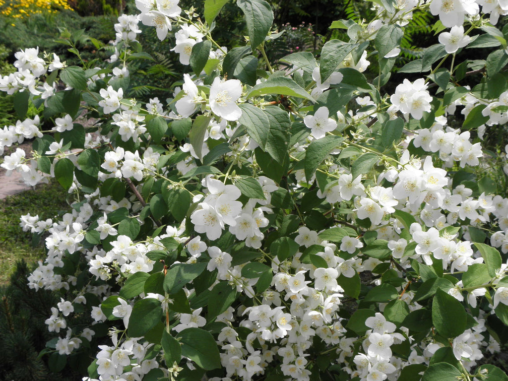 Premium Philadelphus Coronarius Flower seeds for Planting Compact Growth, Heirloom & GMO Free Seeds for Home Garden seeds