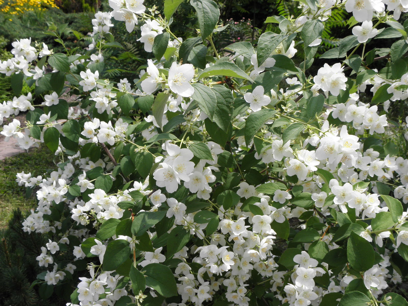 Premium Philadelphus Coronarius Flower seeds for Planting Compact Growth, Heirloom & GMO Free Seeds for Home Garden seeds