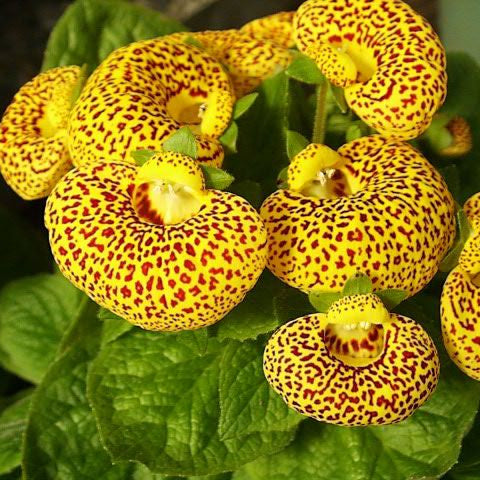 Calceolaria Purse Flower seeds for Planting Fragrant Blossoms Heirloom & GMO Free Seeds for Home Garden
