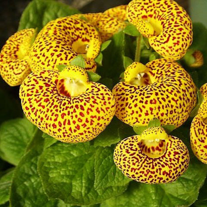 Calceolaria Purse Flower seeds for Planting Fragrant Blossoms Heirloom & GMO Free Seeds for Home Garden