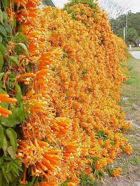 Red (Red Pyrostegia) seeds for planting in home garden