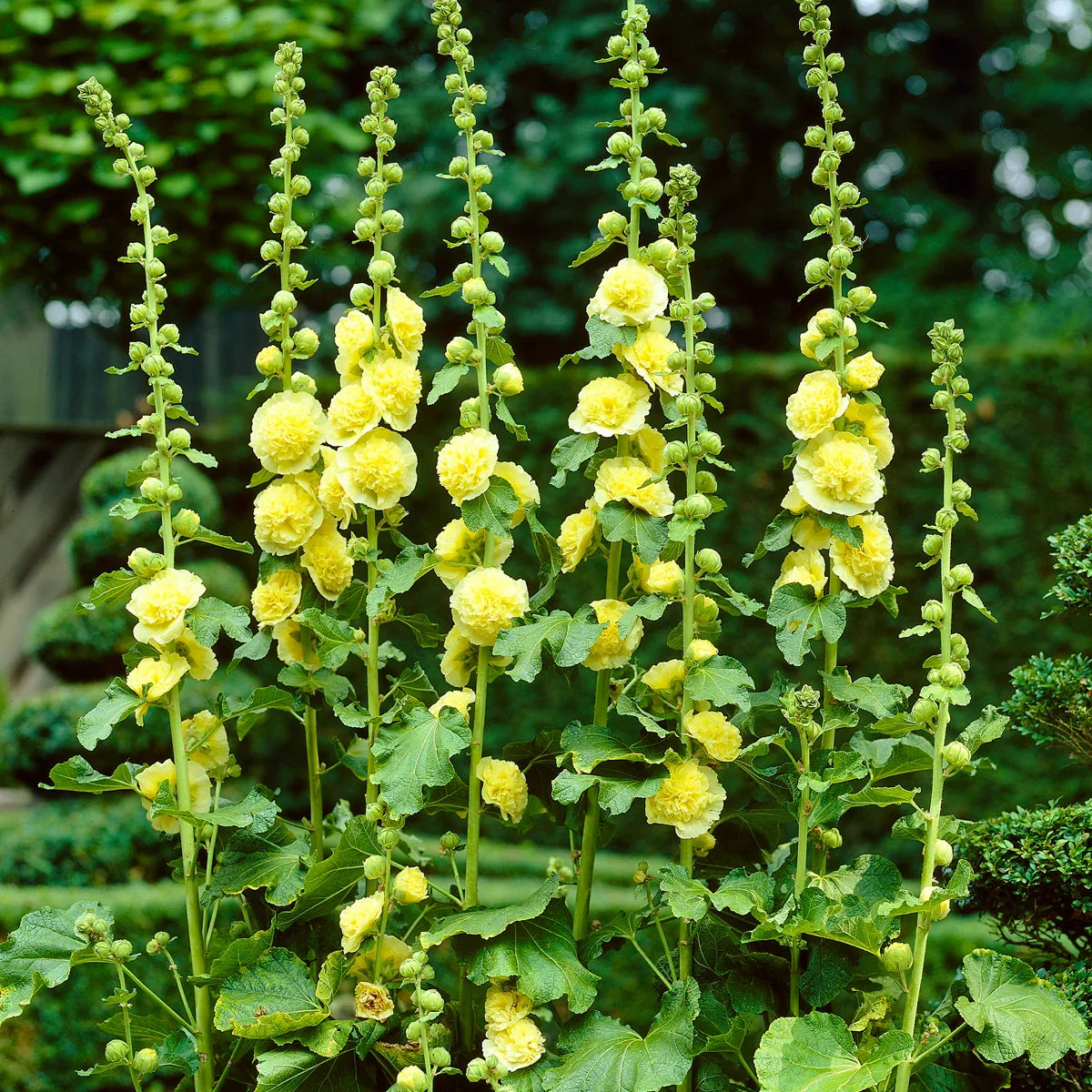 Premium Yellow Perennial Bonsai hollyhock Flower seeds for Planting Wildflower Mix, Heirloom & GMO Free Seeds for Home Garden seeds