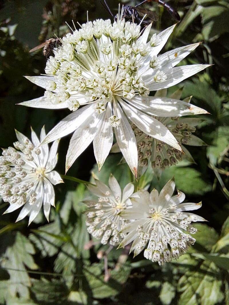 Green White Astrantia Flower seeds for Planting Low Maintenance, Heirloom & GMO Free Seeds for Home Garden vegetable and garden seeds