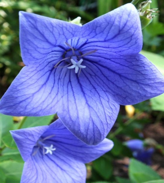 Balloon Goluboy Flower seeds for Planting Premium Quality Heirloom & GMO Free Seeds for Home Garden