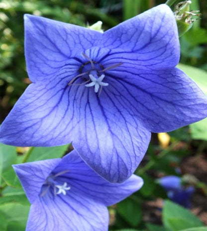 Balloon Goluboy Flower seeds for Planting Premium Quality Heirloom & GMO Free Seeds for Home Garden