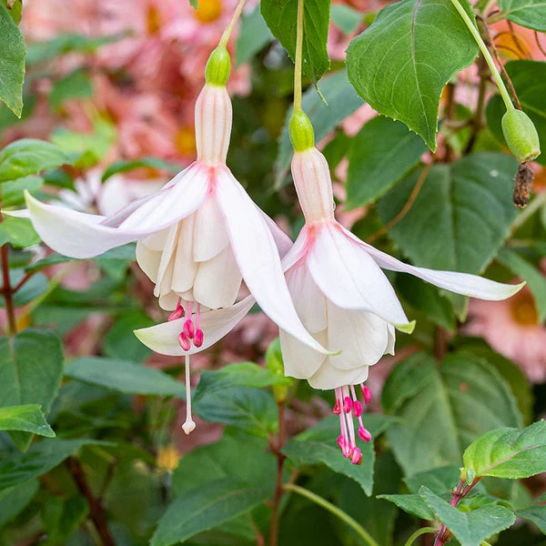 Premium Fuchsias White Pink Flower seeds for Planting Seasonal Bloomer, Heirloom & GMO Free Seeds for Home Garden seeds