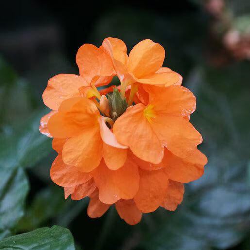 Premium Orange Marmalade Flower seeds for Planting Cut Flower Favorite, Heirloom & GMO Free Seeds for Home Garden seeds