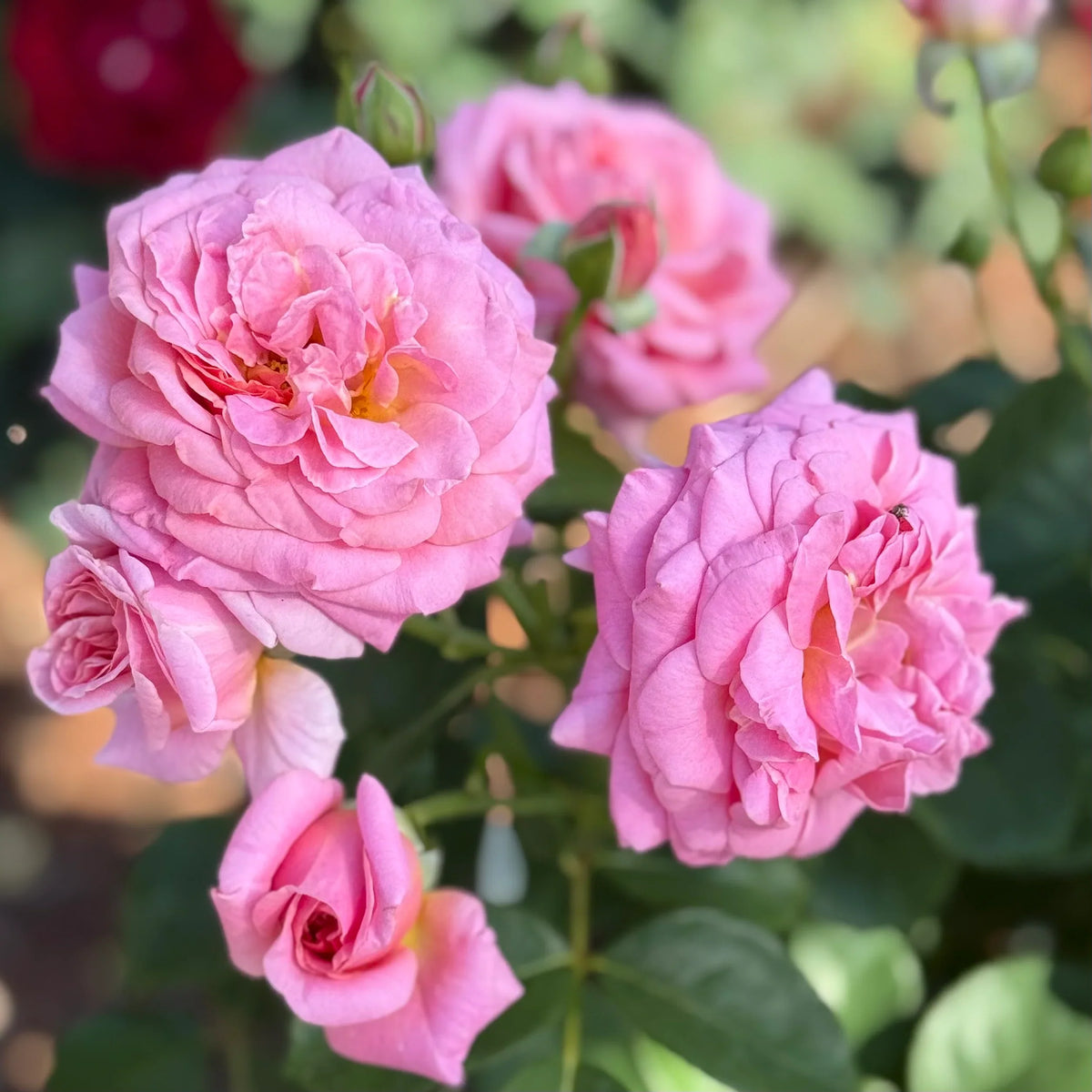 Rose Tree Flower seeds for Planting Sun Loving Heirloom & GMO Free Seeds for Home Garden