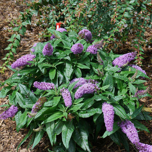 Bush Buddleia Flower seeds for Planting Shade Tolerant, Heirloom & GMO Free Seeds for Home Garden seeds for planting