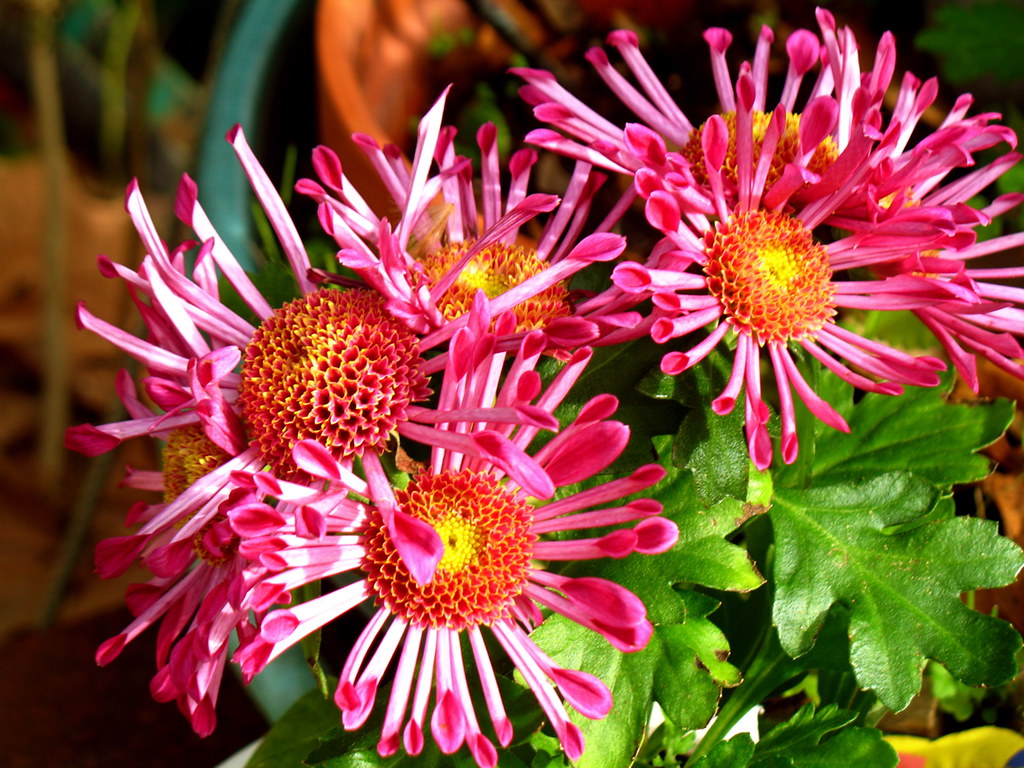 Pink Spoon Mum Flower seeds for Planting Colorful Display, Heirloom & GMO Free Seeds for Home Garden vegetable and garden seeds