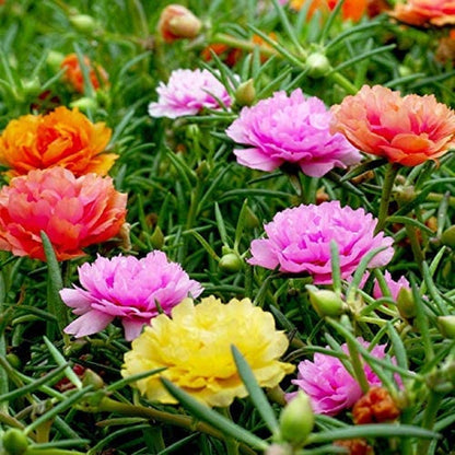 Carpet Moss Rose Flower seeds for Planting Colorful Display Heirloom & GMO Free Seeds for Home Garden