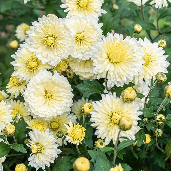 Yellow White Chrysanthemum Flower seeds for Planting Hardy Variety, Heirloom & GMO Free Seeds for Home Garden seeds for planting
