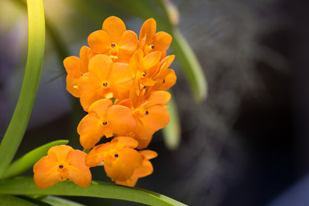 High quality Orange Bell Orchid Seeds Flower seeds for Planting Hardy Variety, Heirloom & GMO Free Seeds for Home Garden seeds pack