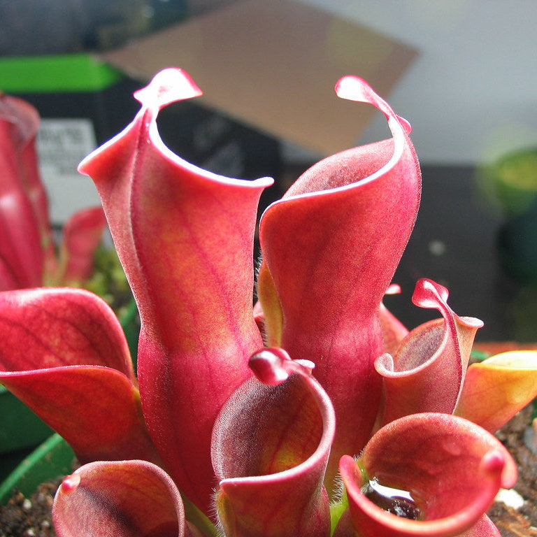 Premium Red Heliamphora Pulchella Flower seeds for Planting Hardy Variety, Heirloom & GMO Free Seeds for Home Garden seeds