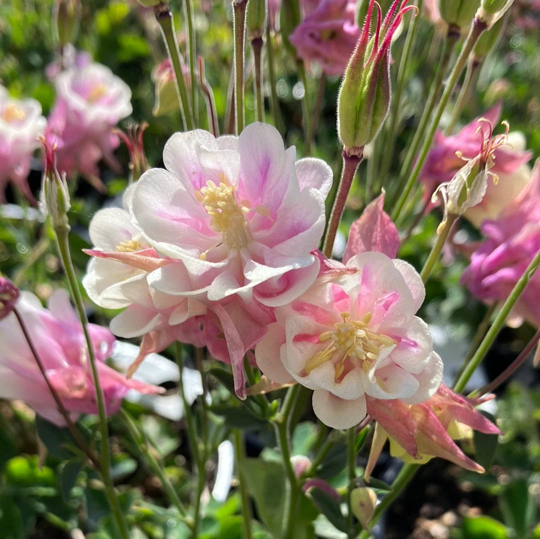 Winky Double Flower seeds for Planting Hardy Variety Heirloom & GMO Free Seeds for Home Garden