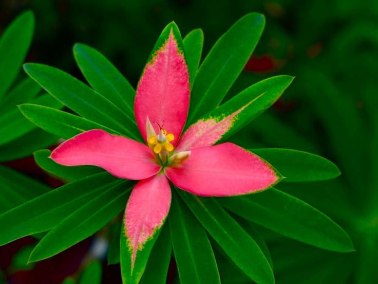Red Euphorbia Flower seeds for Planting Cottage Garden Essential, Heirloom & GMO Free Seeds for Home Garden vegetable and garden seeds