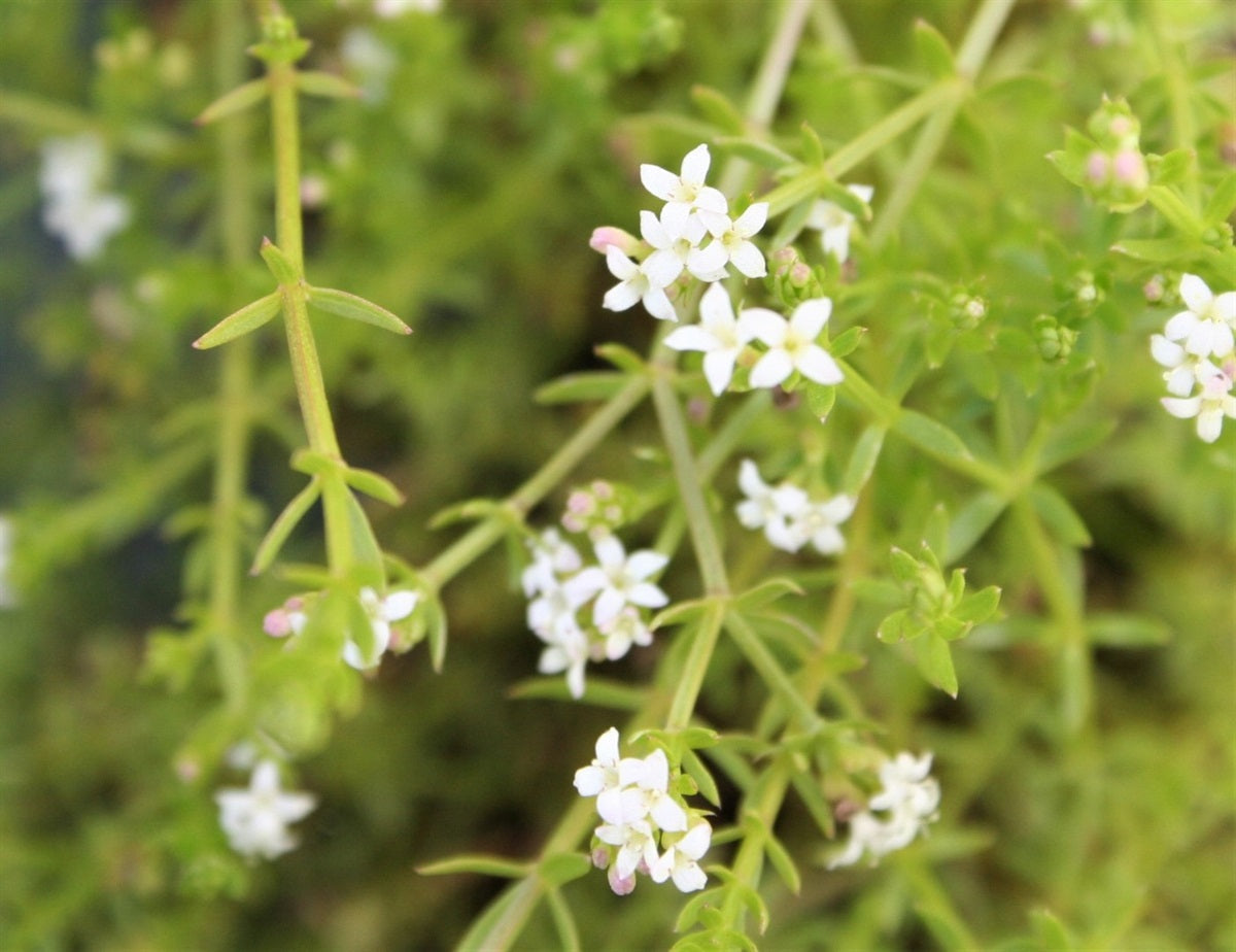 Asperula Flower seeds for Planting, Easy to Grow Heirloom & GMO Free Seeds for Home Garden   Sale