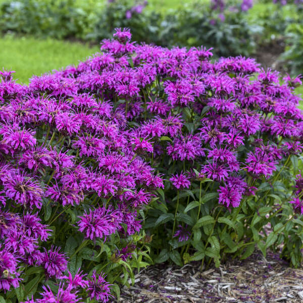 Purple Monarda Didyma Flower seeds for Planting Garden Favorite, Heirloom & GMO Free Seeds for Home Garden vegetable and garden seeds