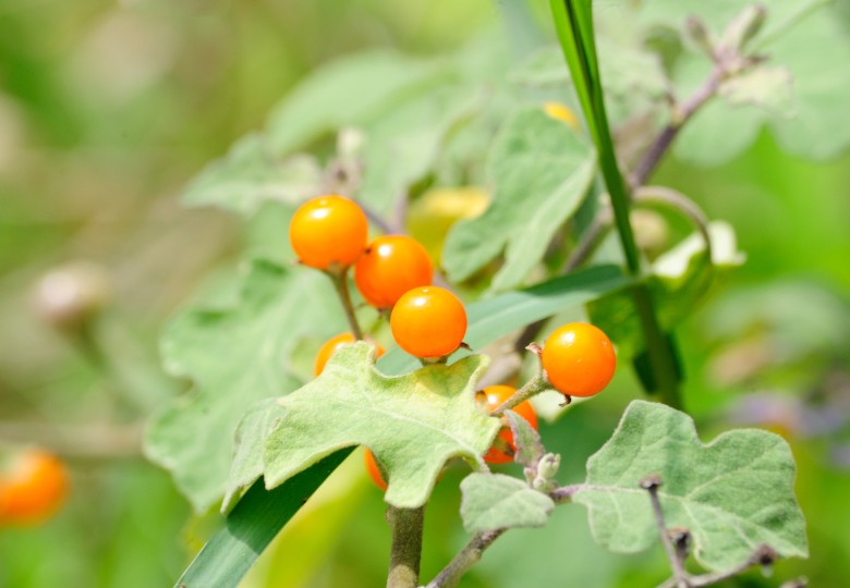 Solanum Sessiliflorum Planting Fruit Seeds
