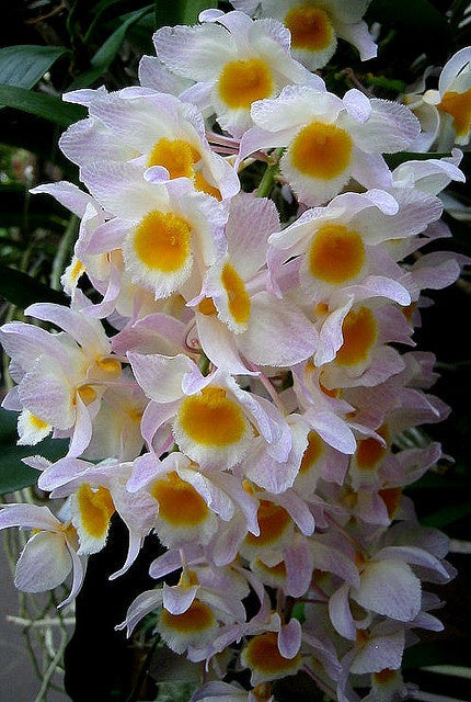 Cream Eggs Baby Orchid Flower seeds for Planting Easy to Grow, Heirloom & GMO Free Seeds for Home Garden vegetable and garden seeds