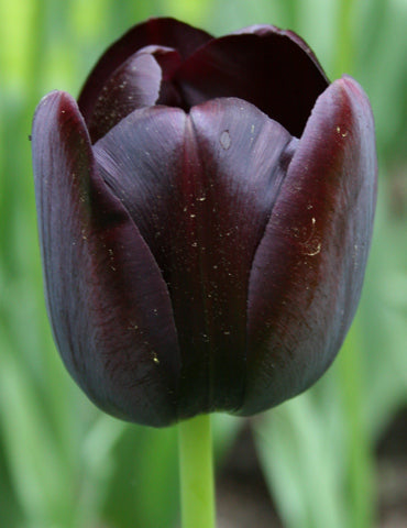 Black Tulip Flower Seeds for Planting Seasonal Bloomer Heirloom & GMO Free Seeds for Home Garden vegetable and garden seeds