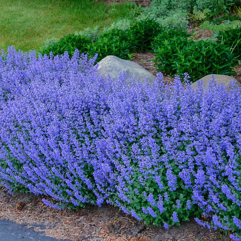 Persian Catmint Flower seeds for Planting Fragrant Blossoms Heirloom & GMO Free Seeds for Home Garden