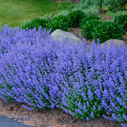 Persian Catmint Flower seeds for Planting Fragrant Blossoms Heirloom & GMO Free Seeds for Home Garden