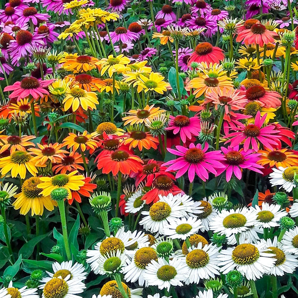 Premium Mixed ConeFlower seeds for Planting Low Maintenance, Heirloom & GMO Free Seeds for Home Garden seeds